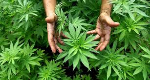 Photo of ¿En qué países está legalizado el cannabis?