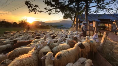 Photo of El misterio alrededor de cientos ovejas en China que han estado caminando en círculo durante 14 días sin parar