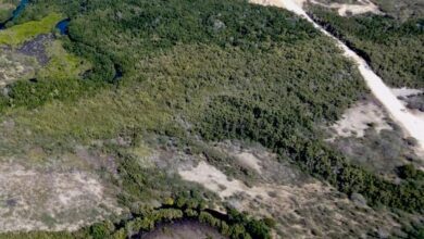Photo of Academia de Ciencias advierte de daños irreparables de la valla fronteriza en Laguna de Saladillo