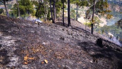 Photo of Denuncian fuegos forestales causan estragos en bosques