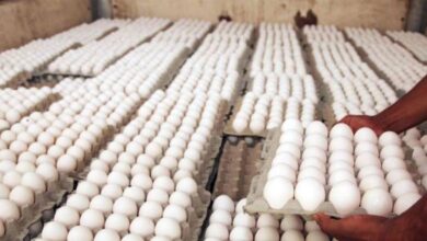 Photo of Agricultura anuncia compra ilimitada de huevos a avicultores