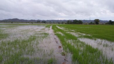 Photo of Agricultura afirma que las zonas arroceras del Nordeste están inundadas