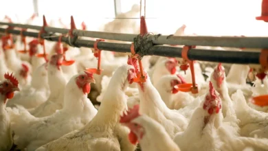 Photo of Producción de pollo no enfrenta crisis, asegura el sector avícola