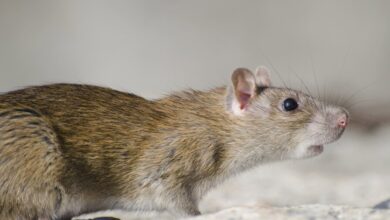 Photo of El Ministerio de Salud Pública dice que no hay evidencia de circulación de hantavirus en el país