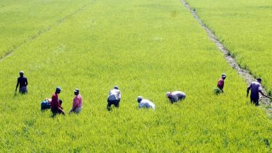 Photo of Importaciones de arroz se convierten en problema internacional para la RD